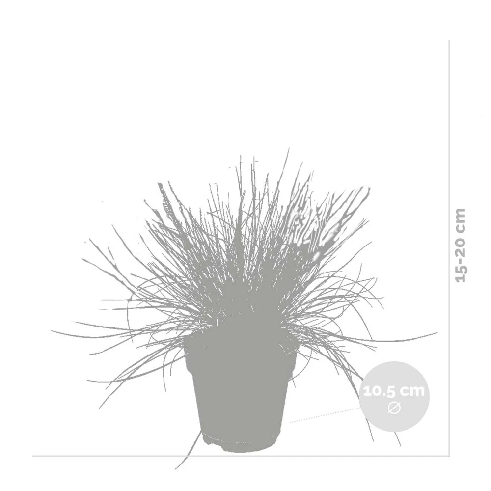 3x Festuca Glauca 'eisvogel' - Fétuque Bleue - Rustique - ⌀10.5 Cm - ↕15-20 Cm 3 3x Festuca Glauca 'eisvogel' - Fétuque Bleue - Rustique - ⌀10.5 Cm - ↕15-20 Cm – Image 3
