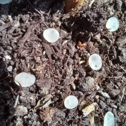 Nématodes Mouches Des Terreaux En Micro-capsules Par 200 7 Nématodes Mouches Des Terreaux En Micro-capsules Par 200 -Promos Jardesia Magasin 644181f5d4dc33.09973681