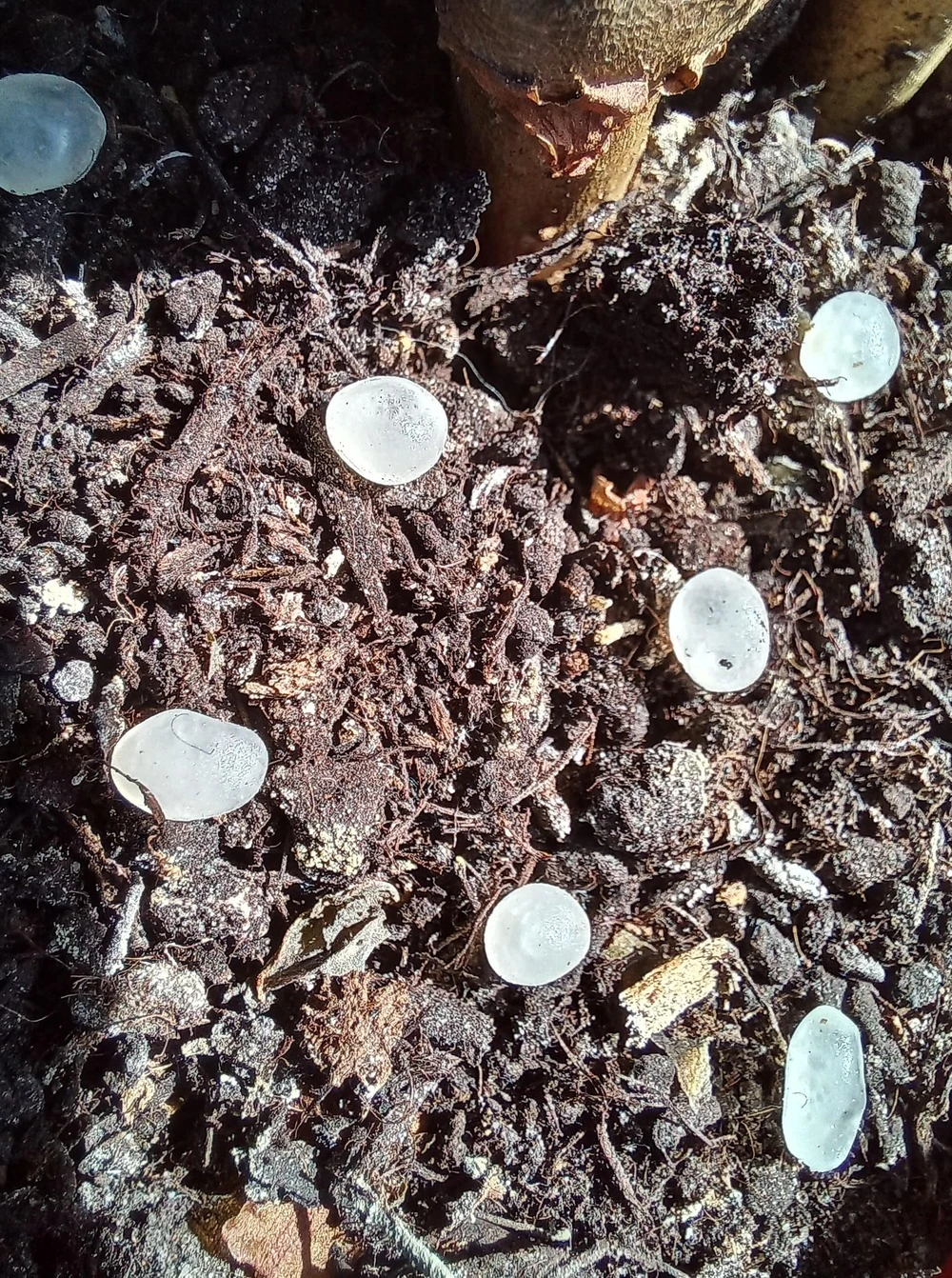 Nématodes Mouches Des Terreaux En Micro-capsules Par 200 4 Nématodes Mouches Des Terreaux En Micro-capsules Par 200 – Image 4