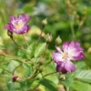Rosier Grimpant 'veilchenblau' - Rosa Veilchenblau 3l