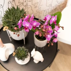 Orchidée Violette Phalaenopsis - H35cm, ø9cm - Plante D'intérieur Fleurie -Promos Jardesia Magasin 6448323136426e21