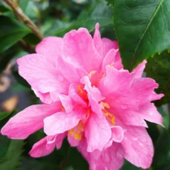 Camélia 'fragrant Pink' - 4l