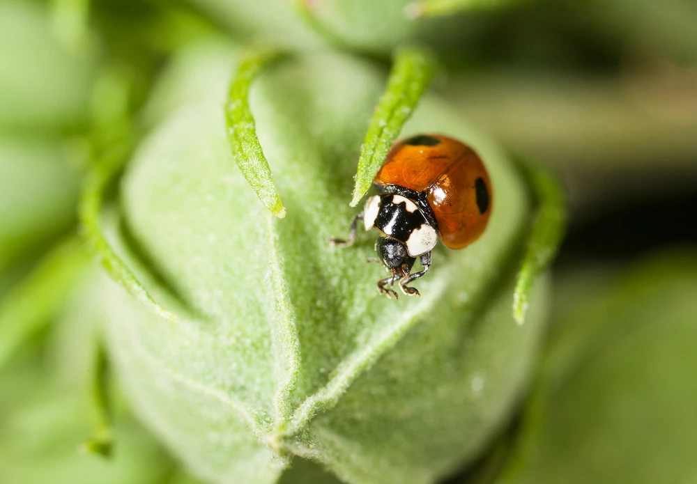 100 Coccinelles Adultes Anti-pucerons - Coccifly 3 100 Coccinelles Adultes Anti-pucerons - Coccifly – Image 3