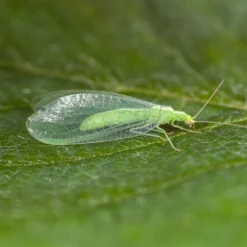 100 Larves Chrysopes Anti-pucerons, Cochenilles Et Acariens 6 100 Larves Chrysopes Anti-pucerons, Cochenilles Et Acariens -Promos Jardesia Magasin 644c0d767616b9.39860901