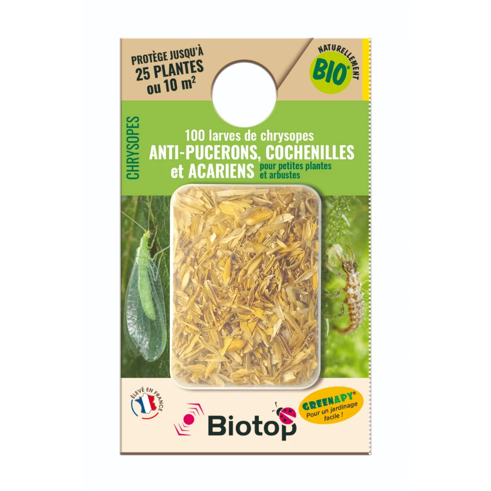 100 Larves Chrysopes Anti-pucerons, Cochenilles Et Acariens 1 100 Larves Chrysopes Anti-pucerons, Cochenilles Et Acariens