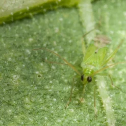 80 Larves Calpop -Promos Jardesia Magasin 644c0d7810f161.94952608