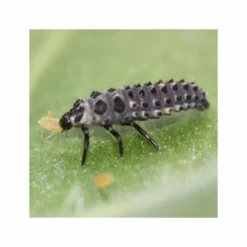 1000 Larves Coccinelles Anti-pucerons - Coccifly 5 1000 Larves Coccinelles Anti-pucerons - Coccifly -Promos Jardesia Magasin 644c0d797d5ae5.31765662