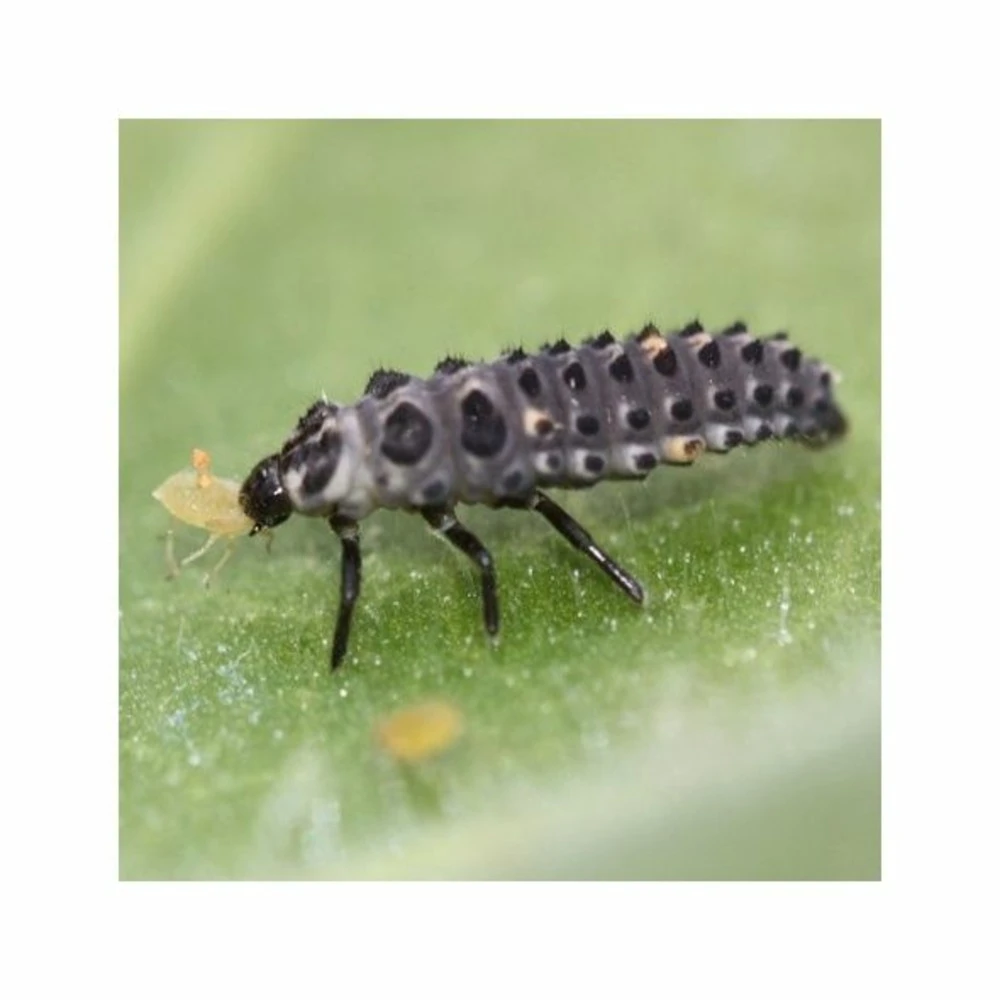 1000 Larves Coccinelles Anti-pucerons - Coccifly 3 1000 Larves Coccinelles Anti-pucerons - Coccifly – Image 3