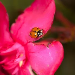 250 Larves Coccinelles Anti-puceron - Coccilaure 5 250 Larves Coccinelles Anti-puceron - Coccilaure -Promos Jardesia Magasin 644c0d81a15936.77407627