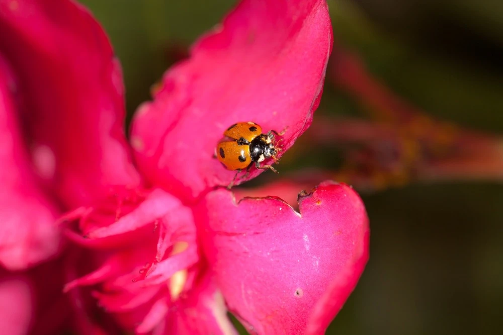250 Larves Coccinelles Anti-puceron - Coccilaure 3 250 Larves Coccinelles Anti-puceron - Coccilaure – Image 3