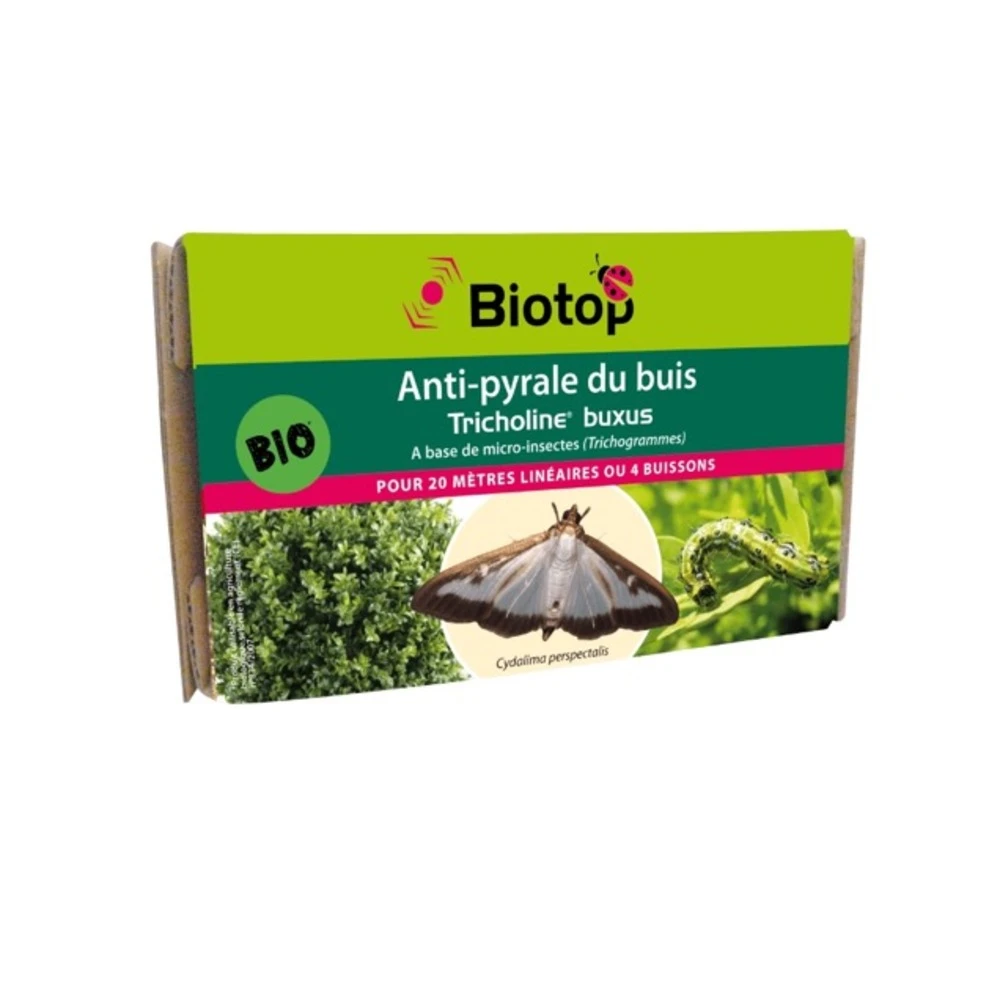 Trichogrammes Anti Pyrale De Buis Tricholine Buxus 1 Trichogrammes Anti Pyrale De Buis Tricholine Buxus