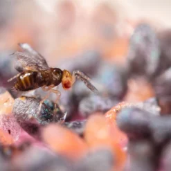 Trichogrammes Anti Pyrale De Buis Tricholine Buxus 5 Trichogrammes Anti Pyrale De Buis Tricholine Buxus -Promos Jardesia Magasin 644c61a3d600d4.63640655