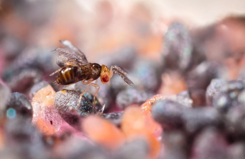 Trichogrammes Anti Pyrale De Buis Tricholine Buxus 3 Trichogrammes Anti Pyrale De Buis Tricholine Buxus – Image 3