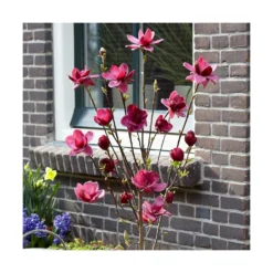 Magnolia De Chine, Magnolia De Soulange Soulangiana Genie/godet - 5/20 Cm -Promos Jardesia Magasin 644c623009ccb4.65355988