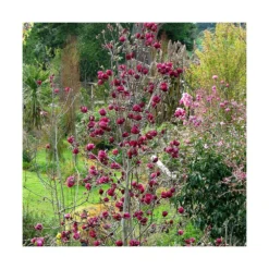 Magnolia De Chine, Magnolia De Soulange Soulangiana Genie/godet - 5/20 Cm -Promos Jardesia Magasin 644c6230147fe4.68546921