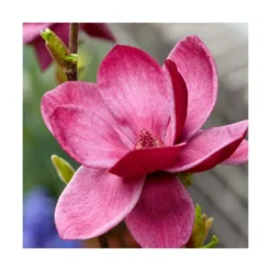 Magnolia De Chine, Magnolia De Soulange Soulangiana Genie/godet - 5/20 Cm -Promos Jardesia Magasin 644c62301f7a42.96334449