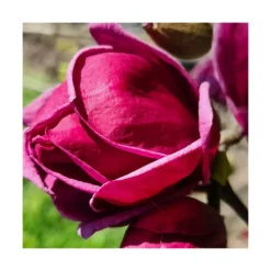 Magnolia De Chine, Magnolia De Soulange Soulangiana Genie/godet - 5/20 Cm -Promos Jardesia Magasin 644c623023c9e6.93508556