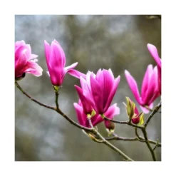 Magnolia à Fleurs De Lis Nigra/godet - 5/20 Cm -Promos Jardesia Magasin 6450fef0c985a7.63062666