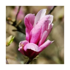 Magnolia à Fleurs De Lis Nigra/godet - 5/20 Cm -Promos Jardesia Magasin 6450fef0dca710.83540469