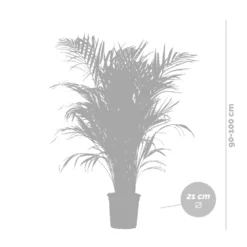Dypsis Lutescens Incl. Panier Nea - Golden Palm - Facile D'entretien - ⌀21 Cm - ↕100-110 Cm -Promos Jardesia Magasin 6450ff678064b8.94608831