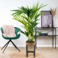 Howea Forsteriana Incl. Panier En Jute - Palmier Kentia - ⌀19 Cm - ↕90-100 Cm -Promos Jardesia Magasin 6450ff6ad42705.73721678