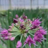 Allium 'lavender Bubbles' - 3l