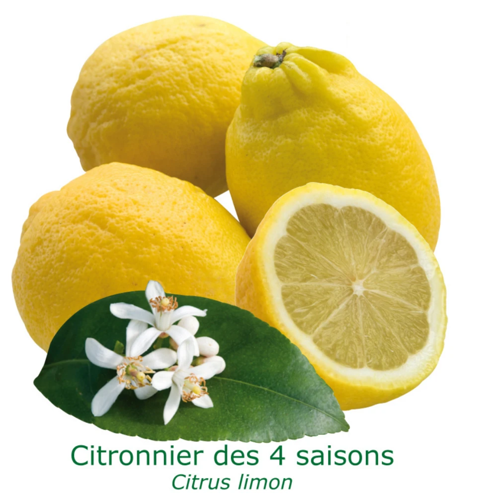 Citronnier Des 4 Saisons "citrus Limon" Tailles:pot Carré De 5 Litres, Hauteur 40/60 Cm 1 Citronnier Des 4 Saisons "citrus Limon" Tailles:pot Carré De 5 Litres, Hauteur 40/60 Cm