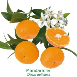 Mandarinier | Citrus Deliciosa Tailles:pot De 9 Litres, Hauteur 80/100 Cm