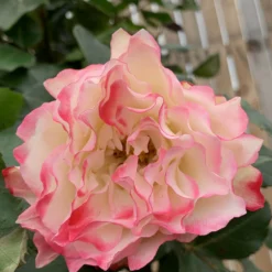 Rosier 'jubilé Du Prince De Monaco ?' - 5l