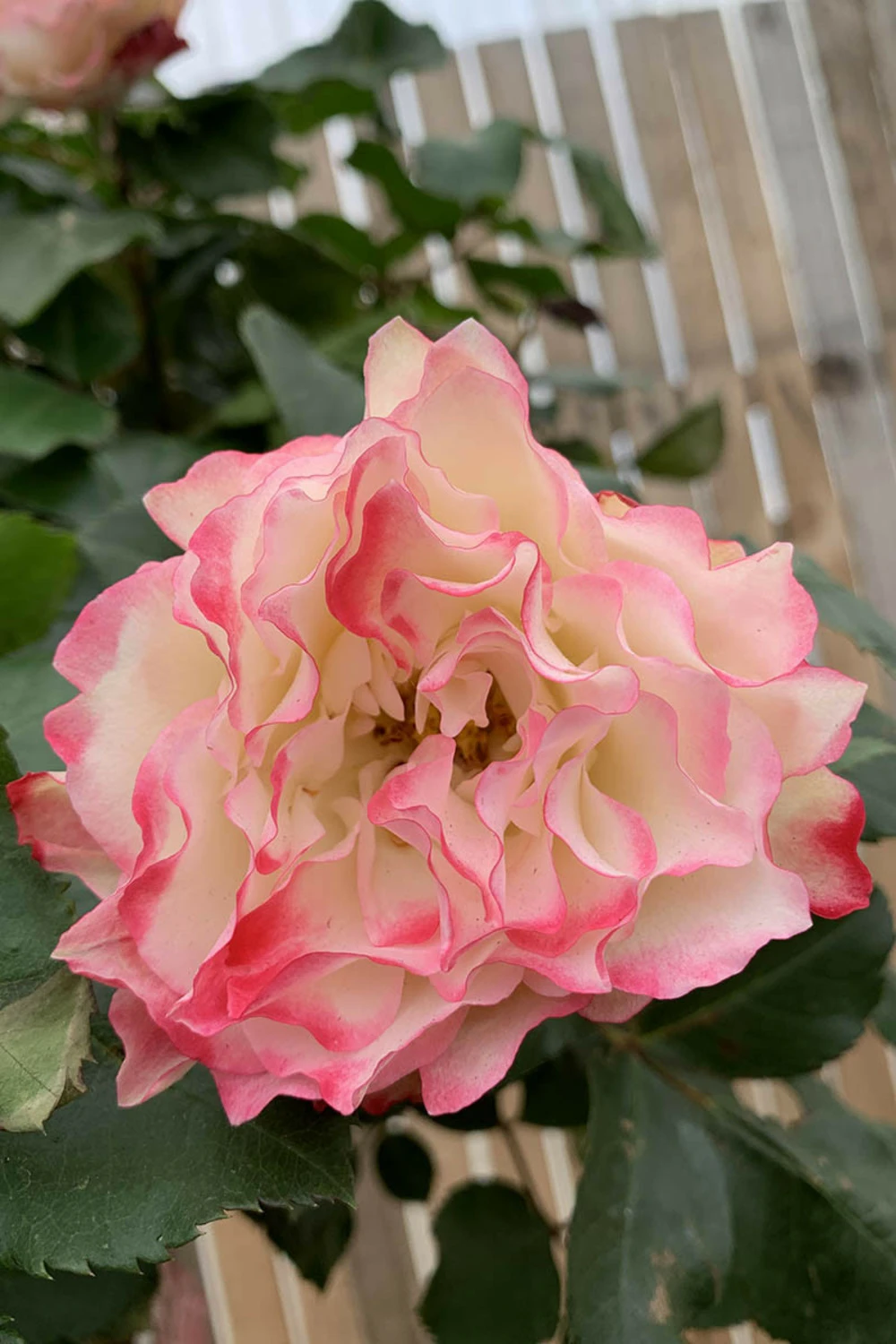 Rosier 'jubilé Du Prince De Monaco ?' - 5l 1 Rosier 'jubilé Du Prince De Monaco ?' - 5l