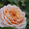 Rosier 'grande Duchesse Louise' ? - 4l