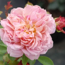 Rosier David Austin 'jubilee Celebration' ? - 5l