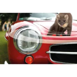 Piège à Limaces Naturel Extérieur 9 Piège à Limaces Naturel Extérieur -Promos Jardesia Magasin 6453a729131387.71912942