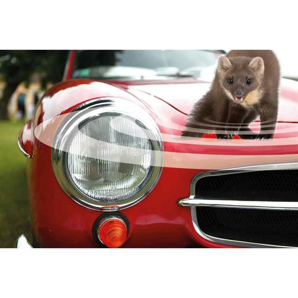 Piège à Limaces Naturel Extérieur 5 Piège à Limaces Naturel Extérieur – Image 5