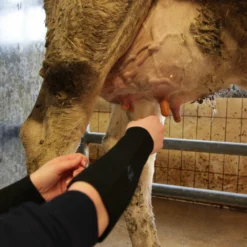 Paire De Manchettes De Protection En Néoprène - Xl -Promos Jardesia Magasin 6453a78fdfa3e9.45823208