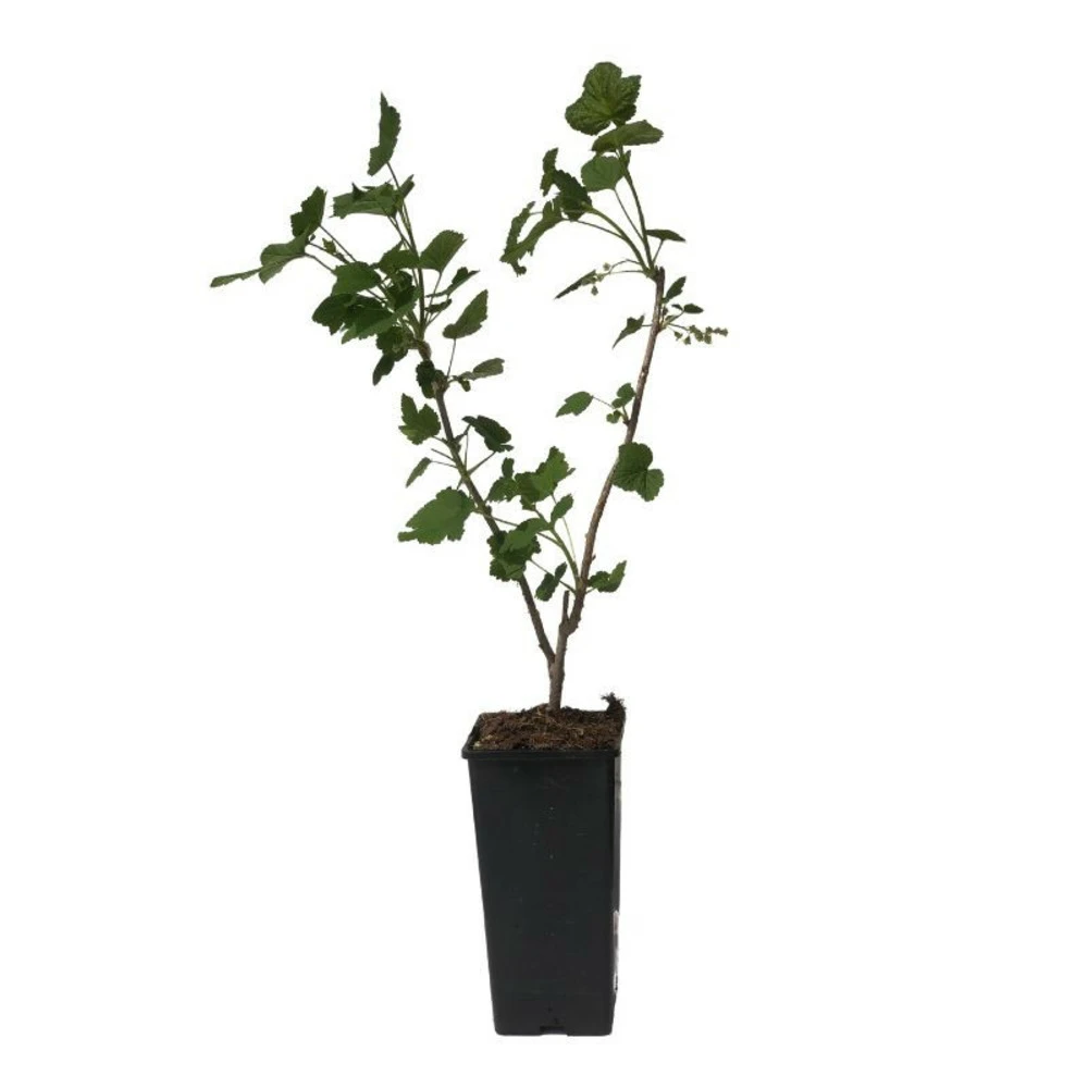 Plant Cassissier Andega Premium Pot 2l 2 Plant Cassissier Andega Premium Pot 2l – Image 2