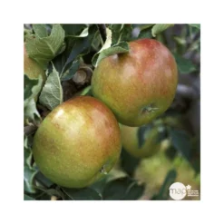 Pommier Cox Orange Pippin : Demi Tige Ctr 15 Litres -Promos Jardesia Magasin 64580 004