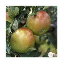 Pommier Cox Orange Pippin : Gobelet 3 Ans D'âg Ctr 12 Litres -Promos Jardesia Magasin 64581 005