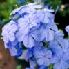 Plumbago Auriculata - Set De 6 - Grimpante Fleurie - Pot 9cm - Hauteur 25-40cm