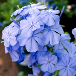 Plumbago Auriculata - Set De 6 - Grimpante Fleurie - Pot 9cm - Hauteur 25-40cm
