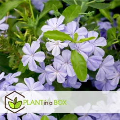 Plumbago Auriculata - Set De 6 - Grimpante Fleurie - Pot 9cm - Hauteur 25-40cm 7 Plumbago Auriculata - Set De 6 - Grimpante Fleurie - Pot 9cm - Hauteur 25-40cm -Promos Jardesia Magasin 64594c844e6b83.51847532