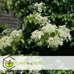 Hortensia Petiolaris - Set De 6 - Hortensia Grimpant - Pot 9cm - Hauteur 25-40cm 8 Hortensia Petiolaris - Set De 6 - Hortensia Grimpant - Pot 9cm - Hauteur 25-40cm -Promos Jardesia Magasin 64594c8e24d139.12664719