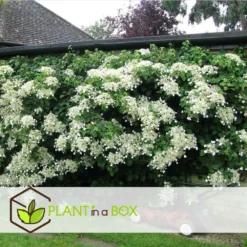 Hortensia Petiolaris - Set De 6 - Hortensia Grimpant - Pot 9cm - Hauteur 25-40cm 9 Hortensia Petiolaris - Set De 6 - Hortensia Grimpant - Pot 9cm - Hauteur 25-40cm -Promos Jardesia Magasin 64594c8e465149.53064897