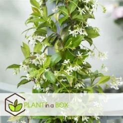 Jasmin Xl - Plante Grimpante - Pot 17cm - Hauteur 110-120cm 7 Jasmin Xl - Plante Grimpante - Pot 17cm - Hauteur 110-120cm -Promos Jardesia Magasin 64594d518cf5e8.44702787