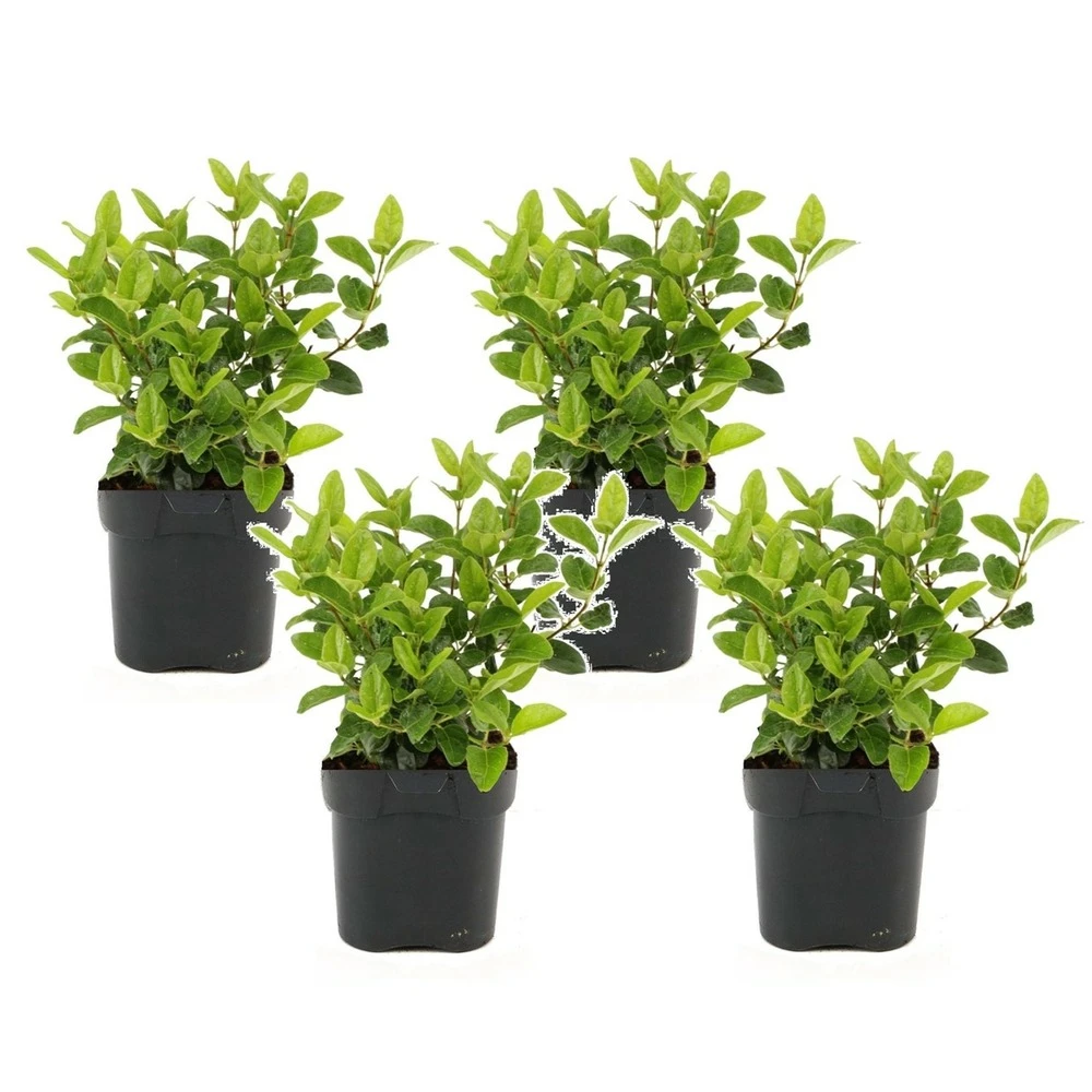 Viburnum Tinus - Set De 4 - Véritable Laurier - Pot 17cm - Hauteur 25-40cm 1 Viburnum Tinus - Set De 4 - Véritable Laurier - Pot 17cm - Hauteur 25-40cm