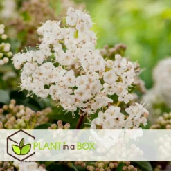 Viburnum Tinus - Set De 4 - Véritable Laurier - Pot 17cm - Hauteur 25-40cm 7 Viburnum Tinus - Set De 4 - Véritable Laurier - Pot 17cm - Hauteur 25-40cm -Promos Jardesia Magasin 64594fc73362b6.46971732