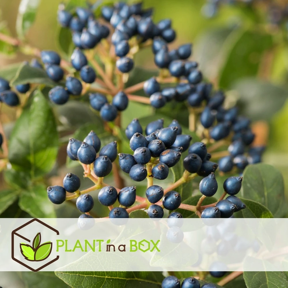 Viburnum Tinus - Set De 4 - Véritable Laurier - Pot 17cm - Hauteur 25-40cm 2 Viburnum Tinus - Set De 4 - Véritable Laurier - Pot 17cm - Hauteur 25-40cm – Image 2