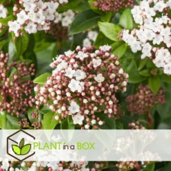 Viburnum Tinus - Set De 4 - Véritable Laurier - Pot 17cm - Hauteur 25-40cm 8 Viburnum Tinus - Set De 4 - Véritable Laurier - Pot 17cm - Hauteur 25-40cm -Promos Jardesia Magasin 64594fc73be811.42083201