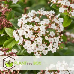 Viburnum Tinus - Set De 4 - Véritable Laurier - Pot 17cm - Hauteur 25-40cm 9 Viburnum Tinus - Set De 4 - Véritable Laurier - Pot 17cm - Hauteur 25-40cm -Promos Jardesia Magasin 64594fc7449982.12702596