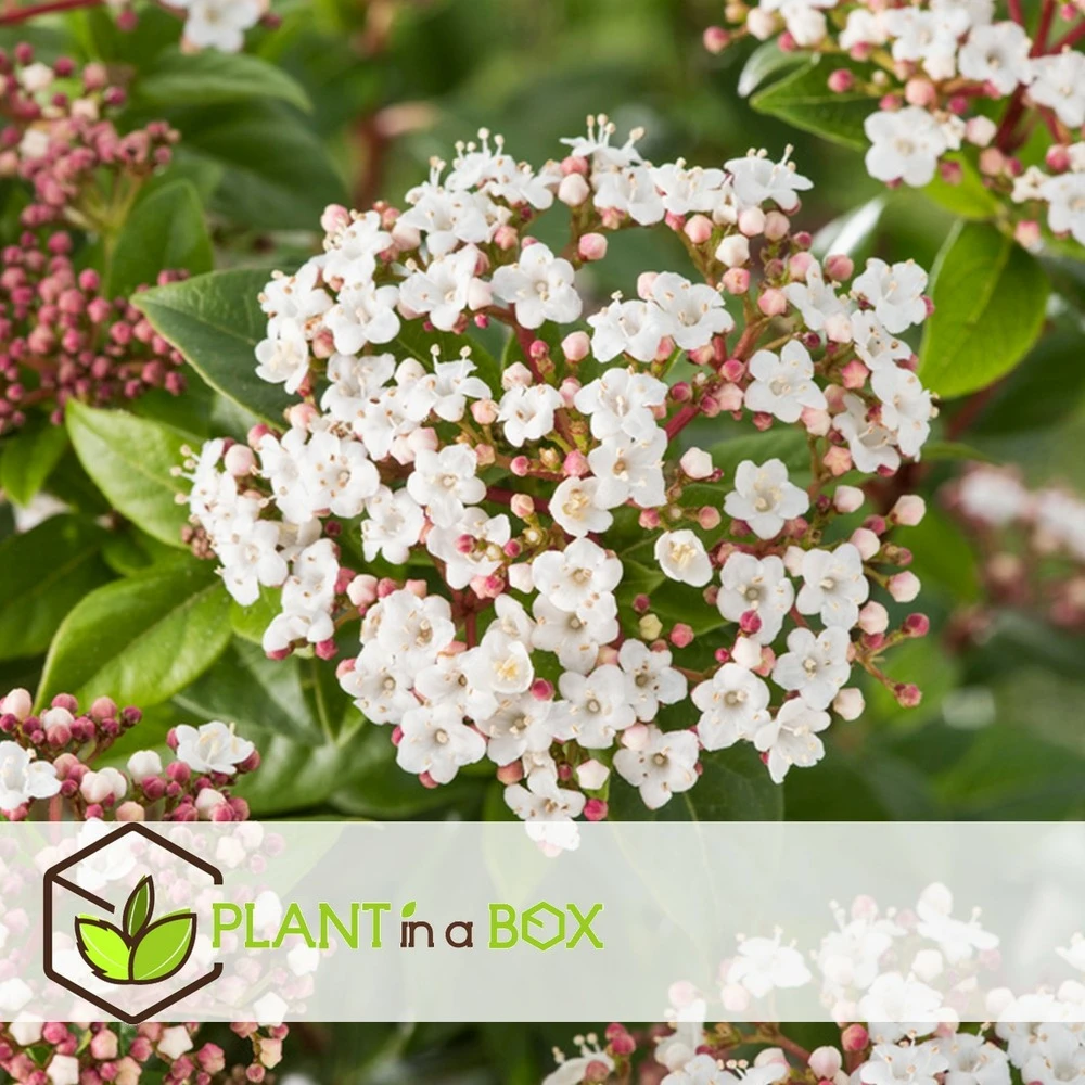 Viburnum Tinus - Set De 4 - Véritable Laurier - Pot 17cm - Hauteur 25-40cm 5 Viburnum Tinus - Set De 4 - Véritable Laurier - Pot 17cm - Hauteur 25-40cm – Image 5